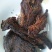 牛肉干黄牛肉鲜肉