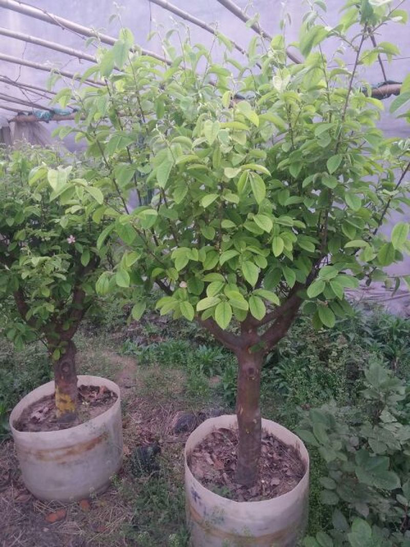 木瓜树木瓜树苗
