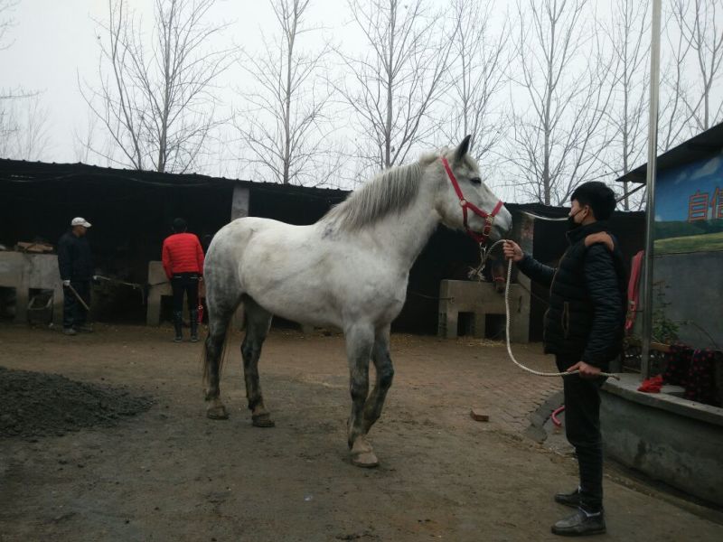 肉马400~500kg