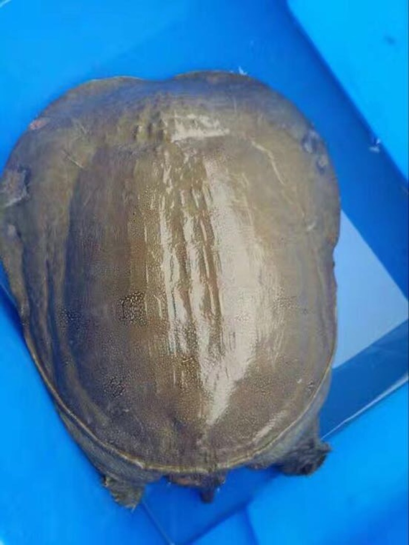 生态甲鱼