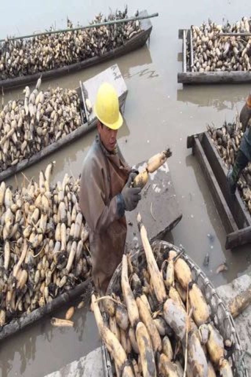 藕种