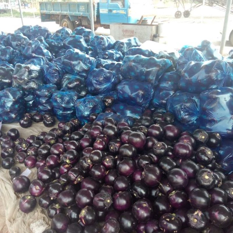 紫光圆茄5两以上大量上市紫光茄子黑亮大量上市