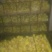 三花鹅苗250g以上