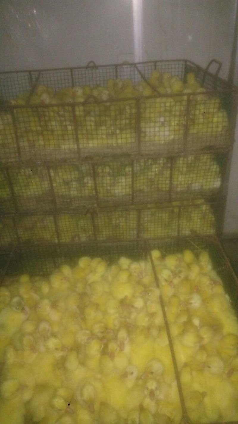 三花鹅苗250g以上