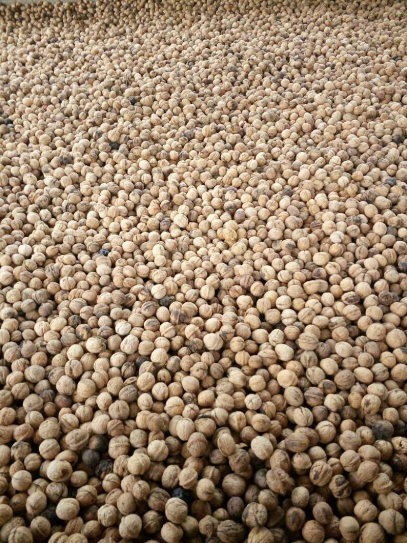 绵核桃去皮干