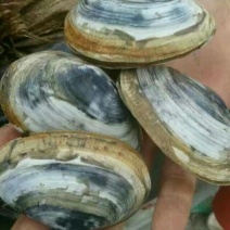 海螺食用鲜活5~10只/kg