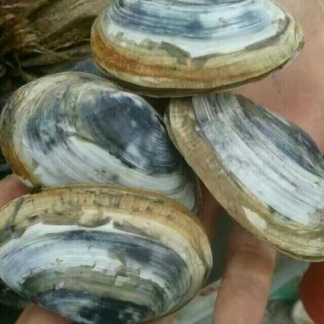 海螺食用鲜活5~10只/kg