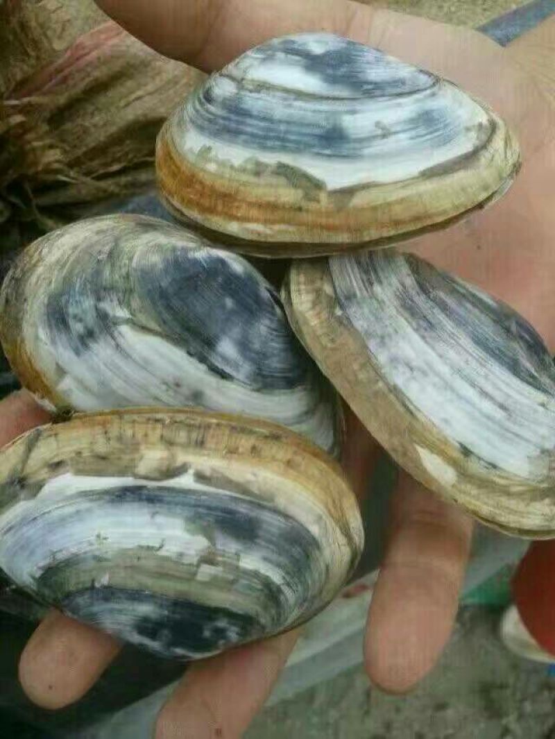 海螺食用鲜活5~10只/kg