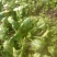大叶菠菜