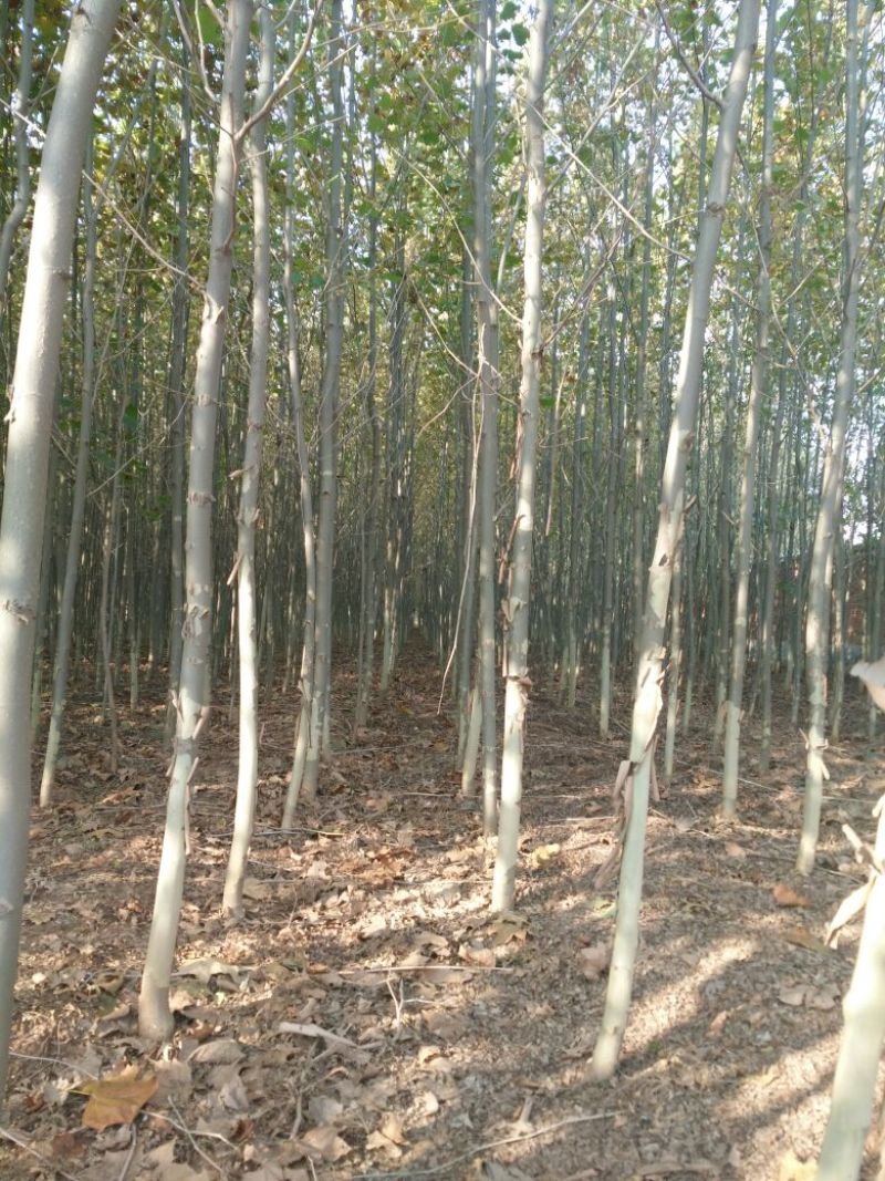 法桐树4~6cm8~10cm2.5~3米1~2米