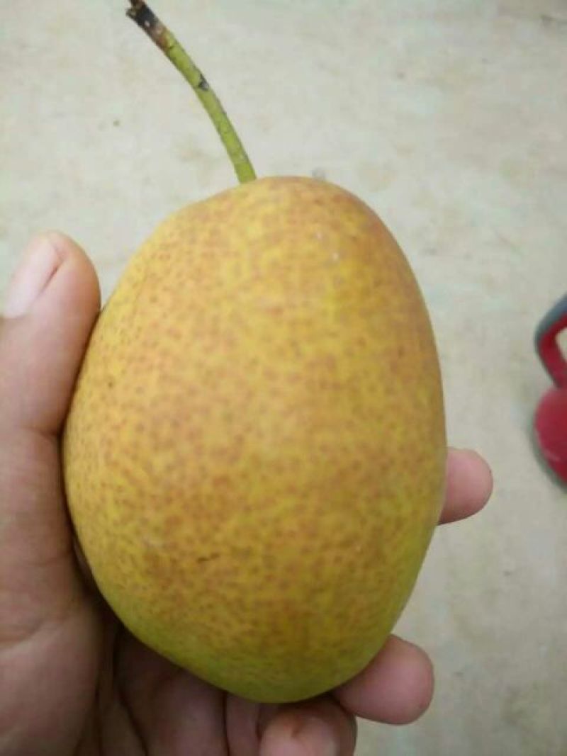 红香酥梨纸袋