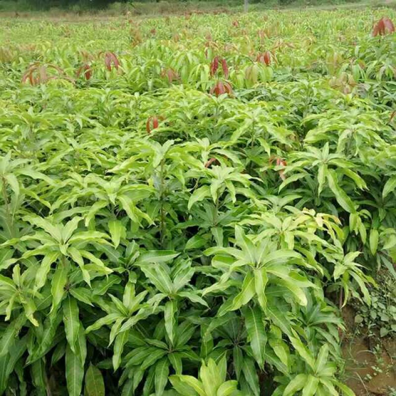 金煌芒树苗1m以下