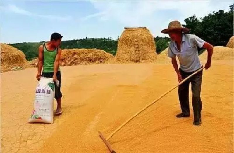 小麦12.5%以下