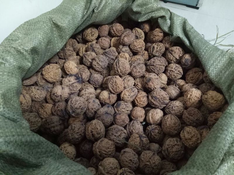 山核桃去皮干