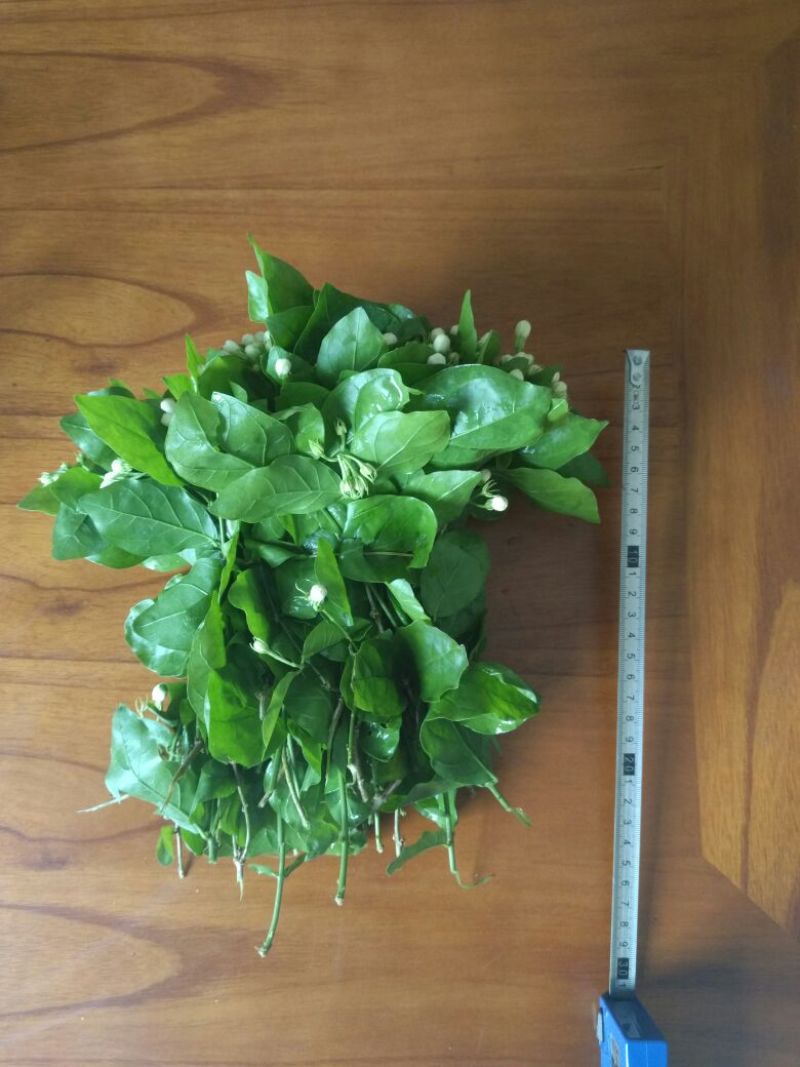 鲜切茉莉花