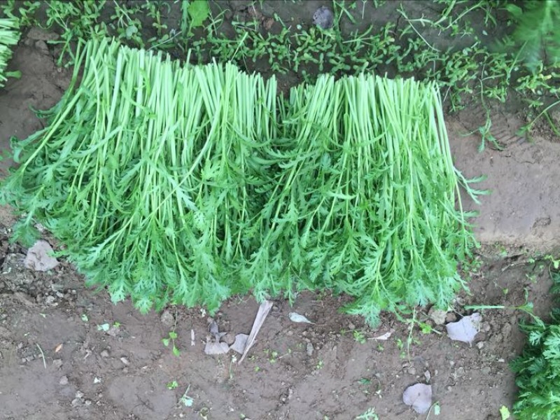 茼蒿