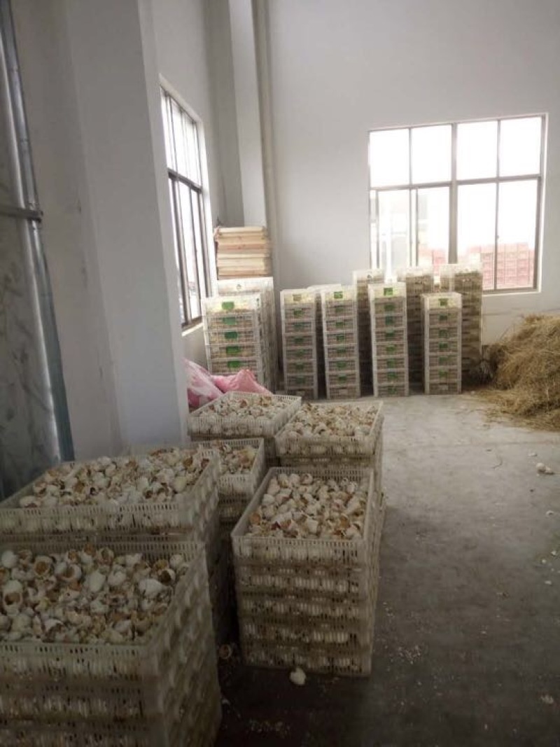 皖西白鹅苗250g以下