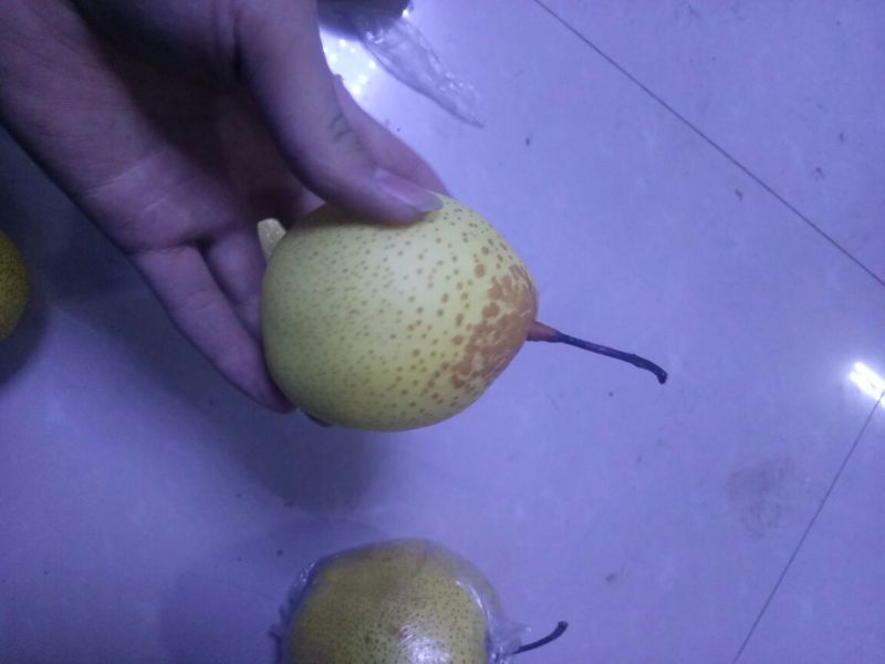 梨200~250g纸箱