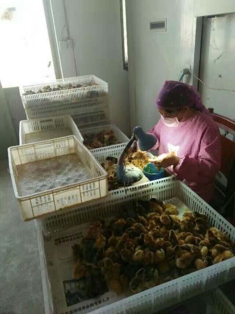 土鸡苗1斤以下