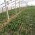 全能菠菜15~20厘米