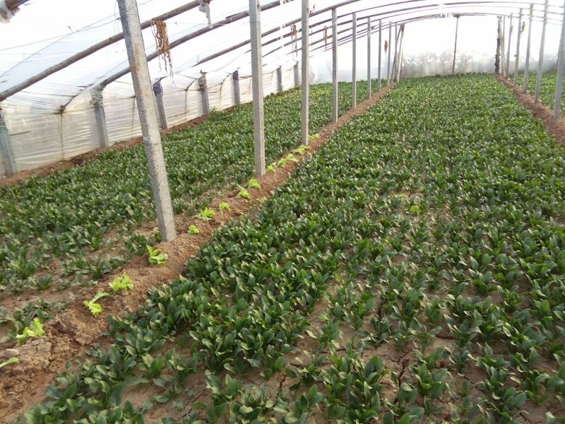全能菠菜15~20厘米
