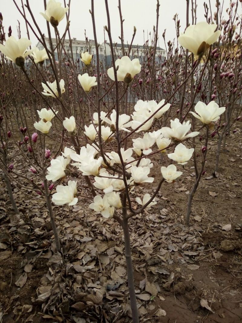 玉兰树4~6cm