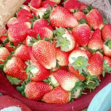 奶油草莓30克以上