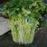 芹菜55cm以上