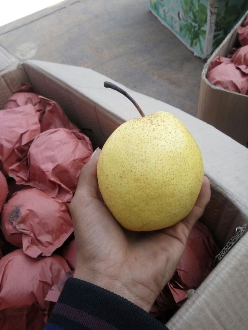 雪花梨300~350g光果
