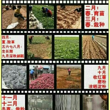 红薯粉丝包装