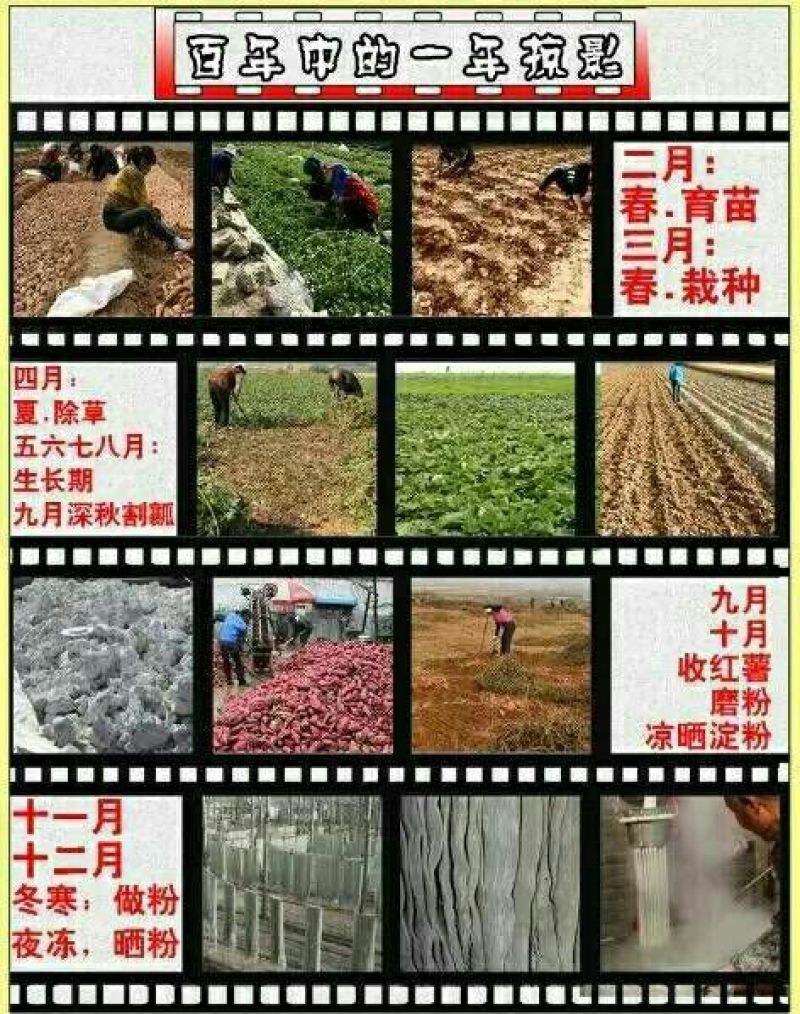 红薯粉丝包装