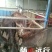 肉驴400~500斤