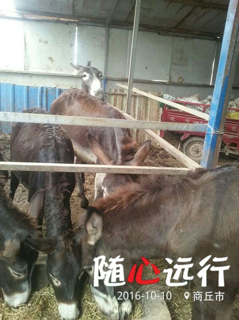 肉驴400~500斤