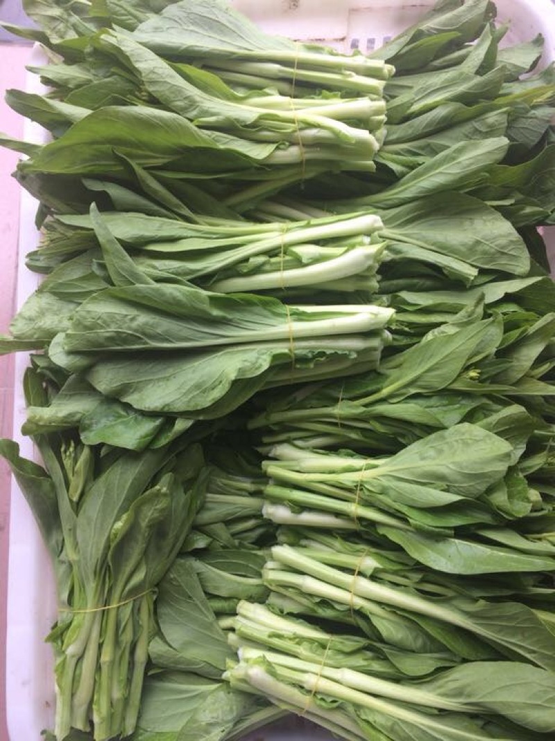 白菜苔