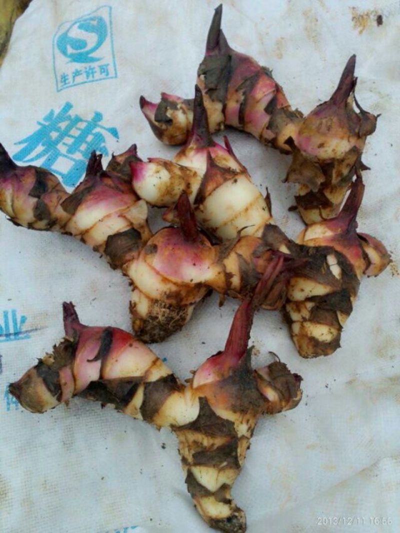 芭蕉芋3厘米以上