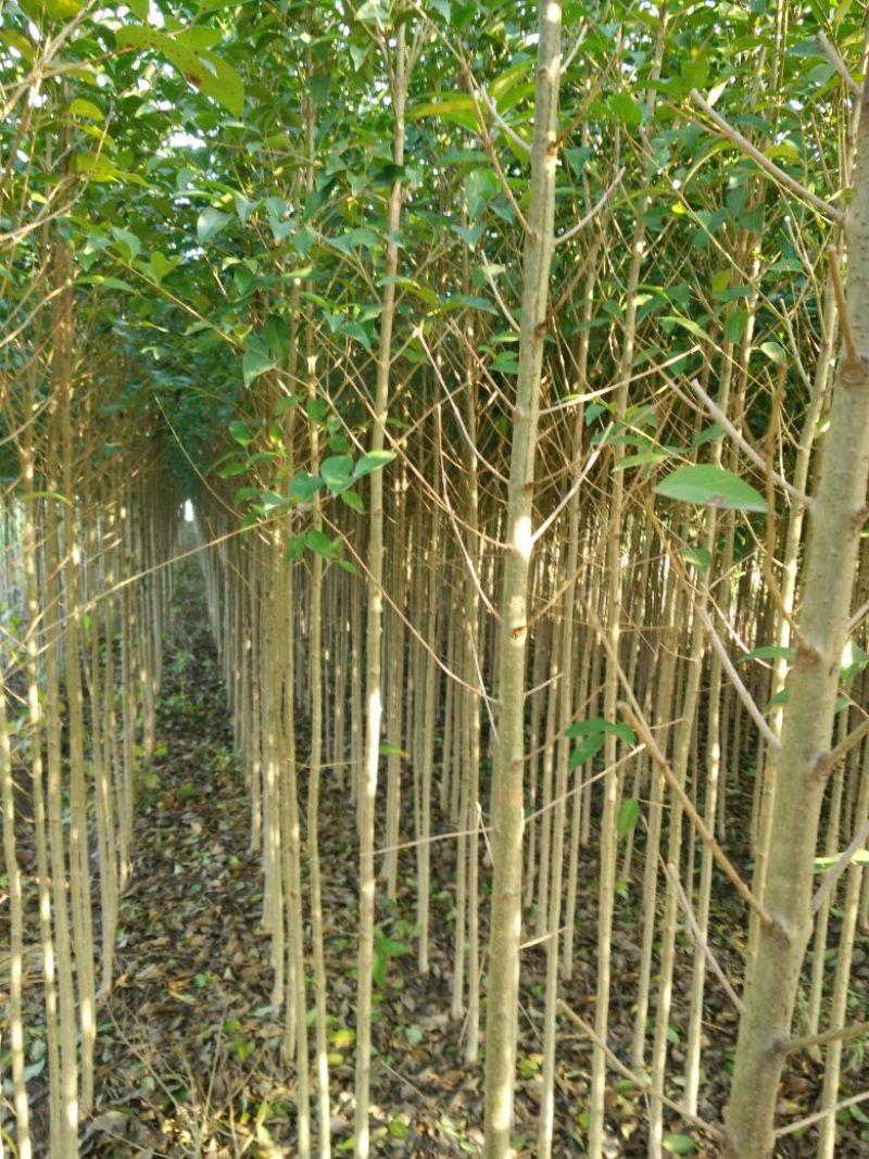 大叶女贞6~8cm