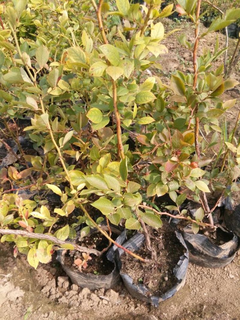 蓝莓苗50公分以上，1-3年蓝莓苗，需要的联系。