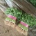 【香菜中叶铁杆青香菜现挖现发保证新鲜】