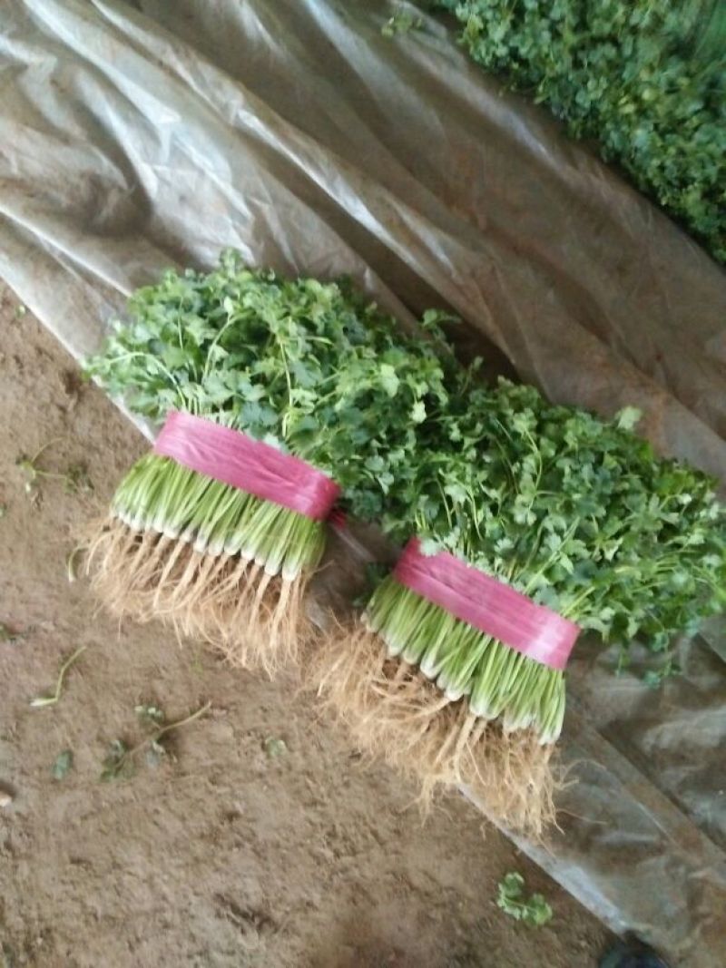 【香菜中叶铁杆青香菜现挖现发保证新鲜】