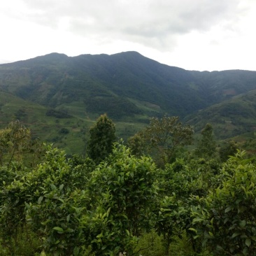百年大树茶特级
