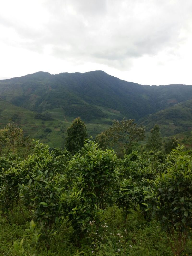 百年大树茶特级