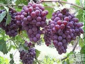 浙江金华市浦江县巨峰葡萄 1~2斤 5%以下批发