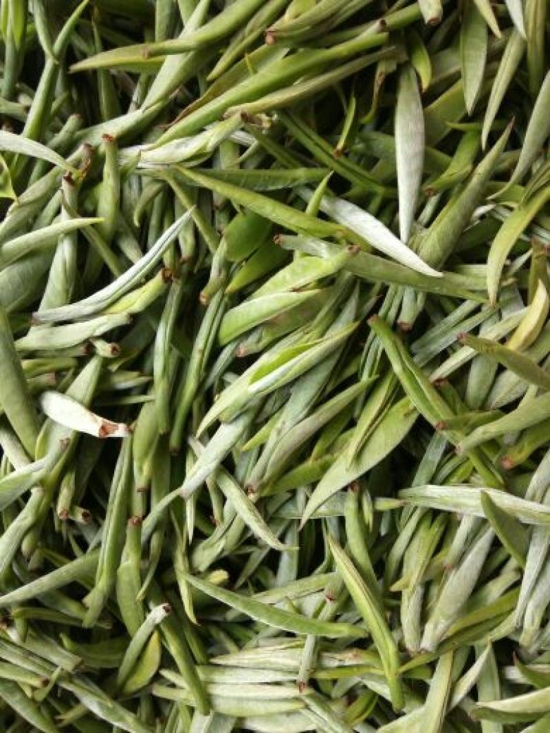 本山茶一级