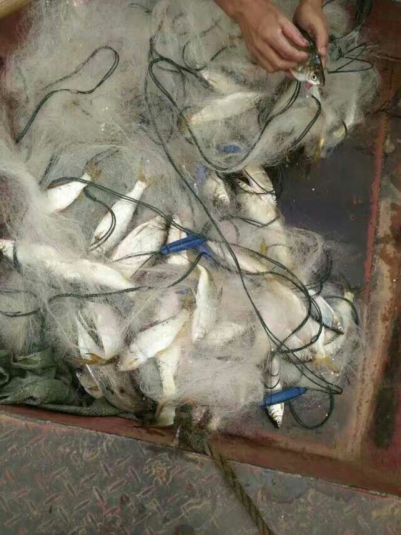 东江湖翘嘴白供应