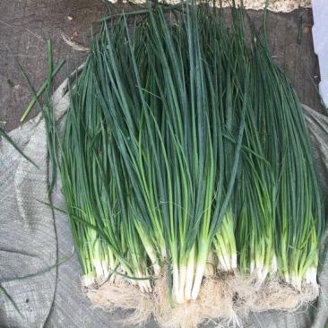 小葱40~45cm，无蓝粉