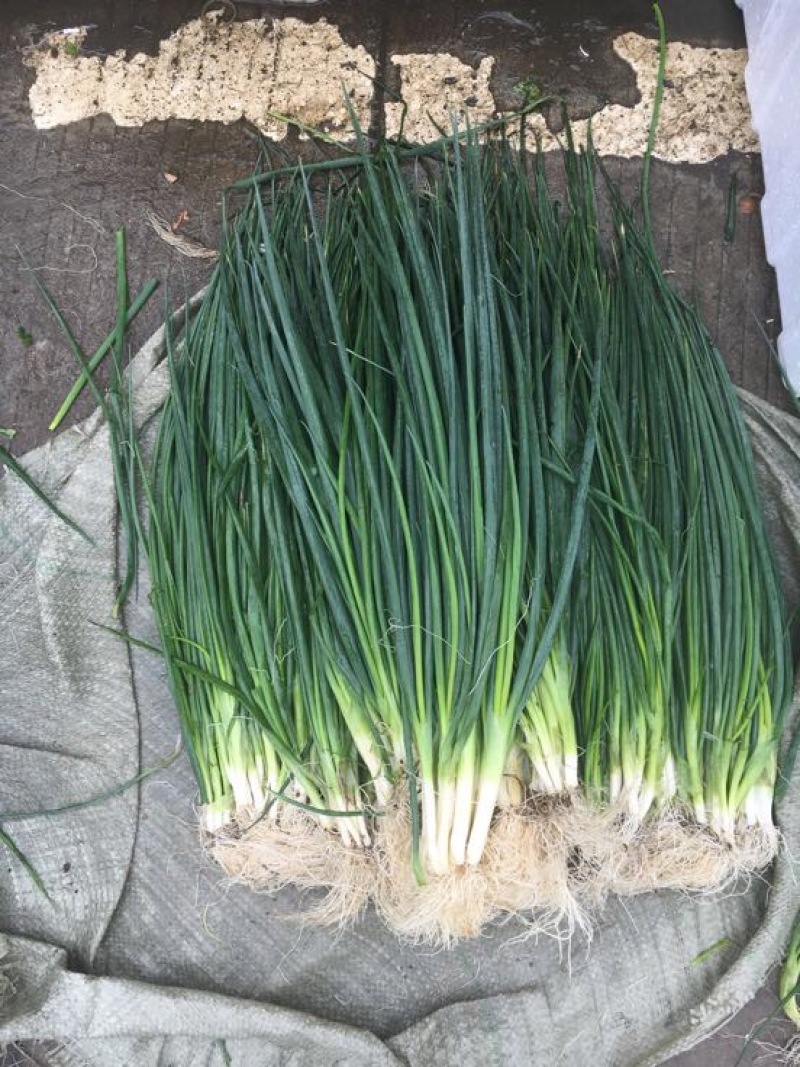 小葱40~45cm，无蓝粉