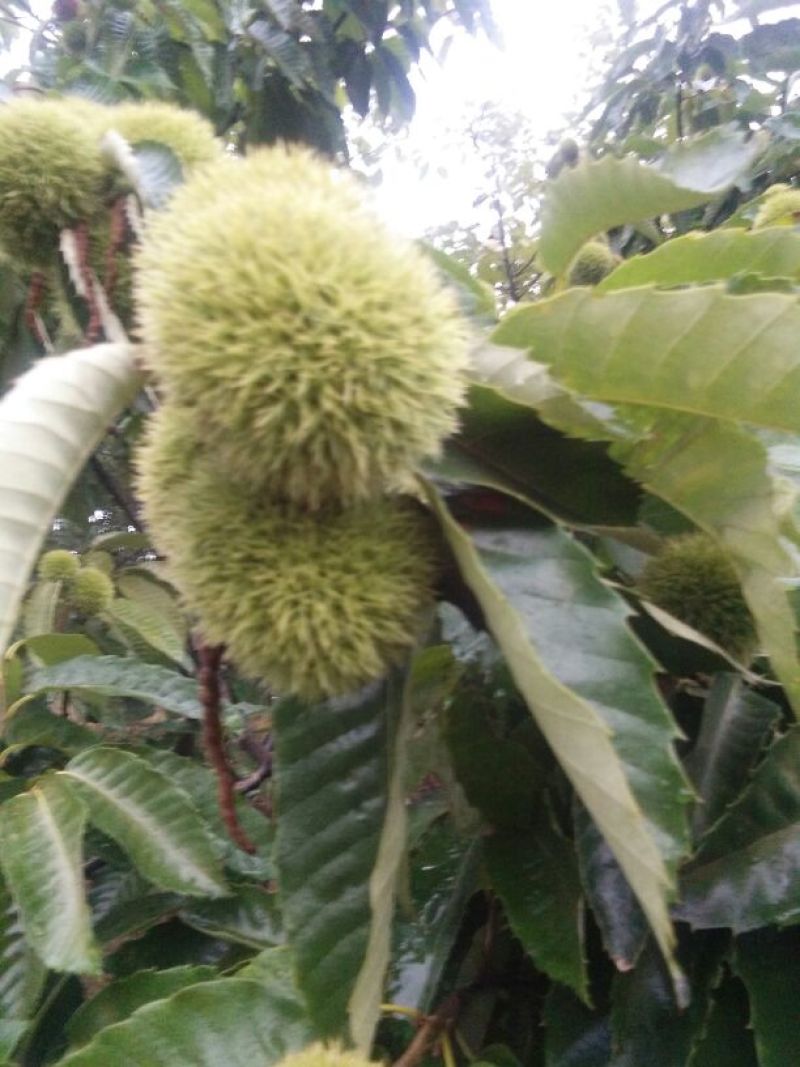 板栗树苗50~60cm。大红袍板栗树苗，低价出售。