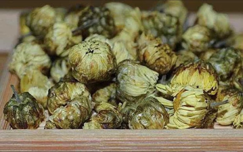 杭州白菊