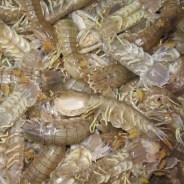 皮皮虾