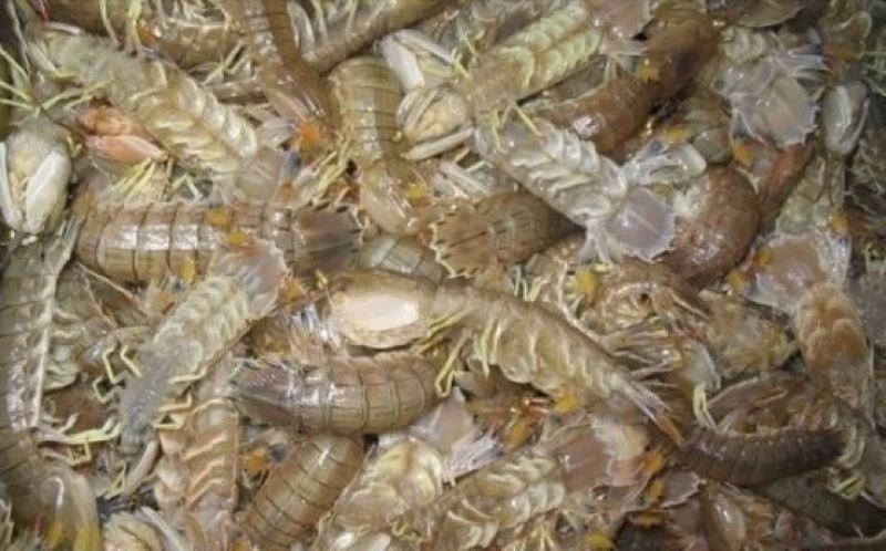 皮皮虾